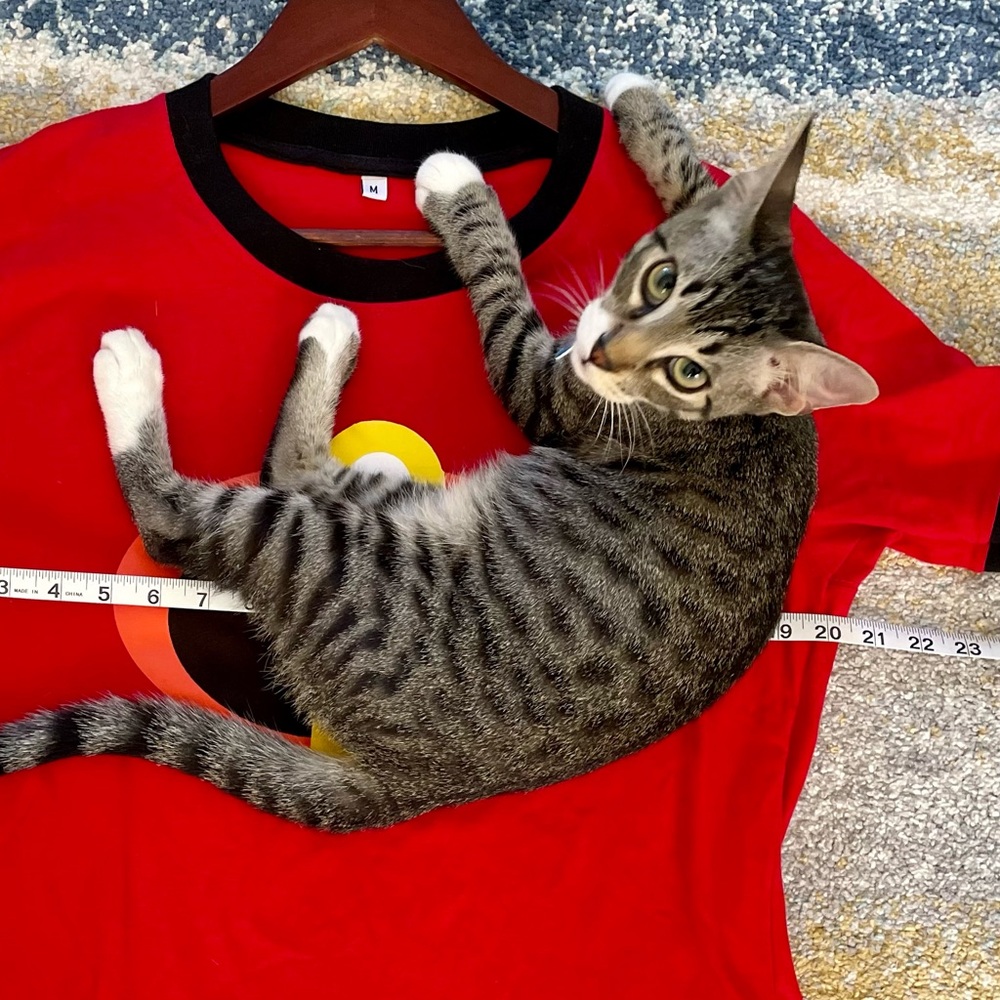 🐾 CATurday Greetings!